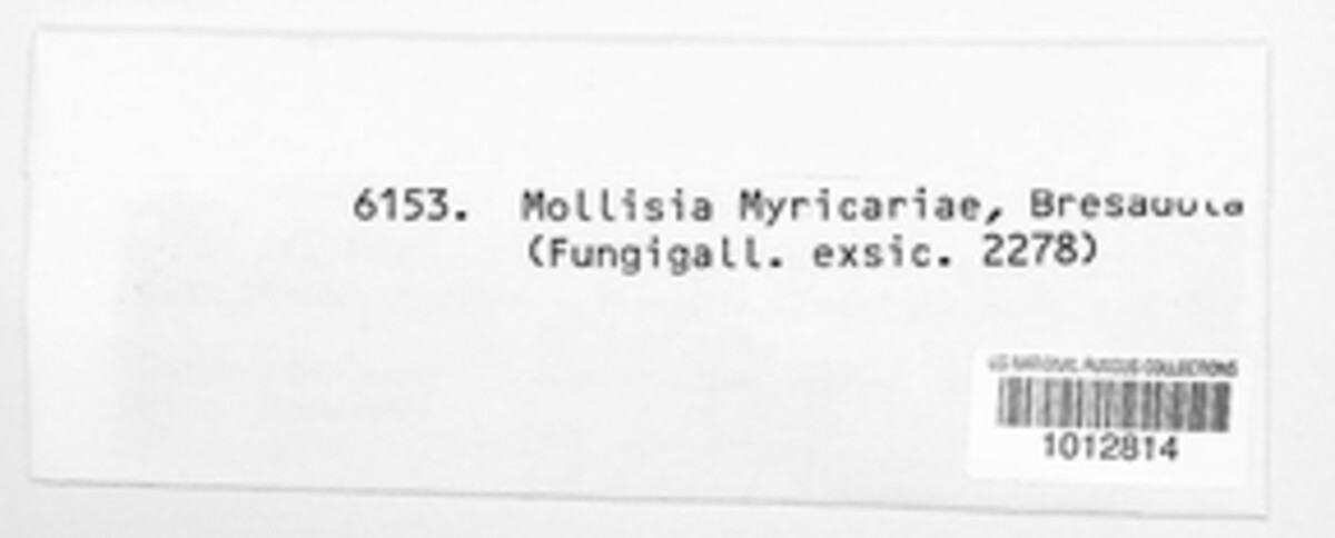 Cenangium myricariae image